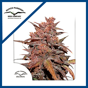 Blackberry Kush Cbd Auto X3-Dutch Passion