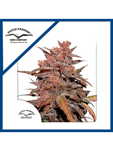 BLACKBERRY KUSH CBD AUTO X3-DUTCH PASSION 1