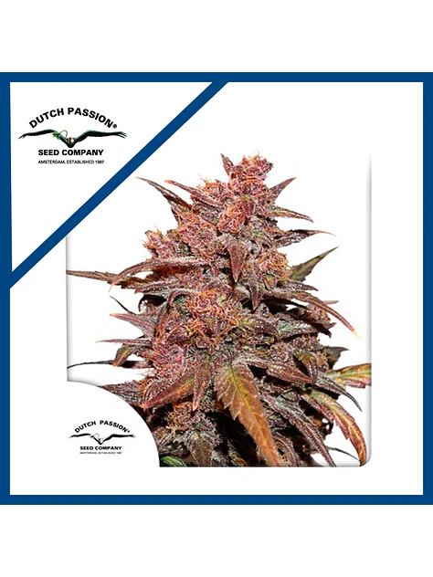 Blackberry Kush Cbd Auto -Dutch Passion X3+1 2
