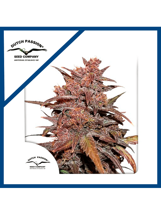 BLACKBERRY KUSH CBD AUTO X3-DUTCH PASSION 1