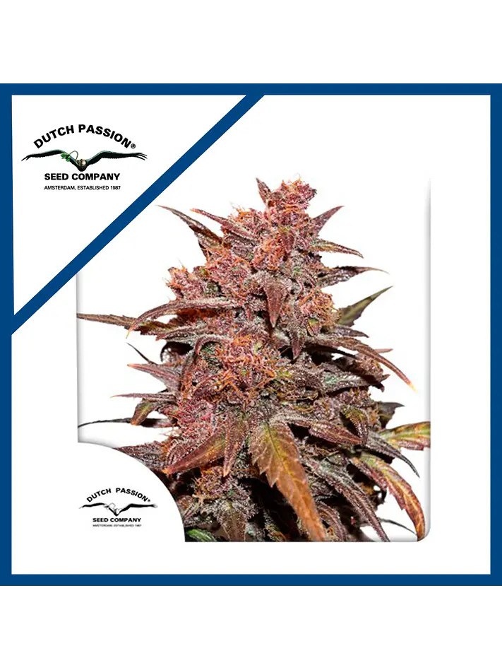 Blackberry Kush Cbd Auto -Dutch Passion X3+1 2
