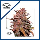 Blackberry Kush Cbd Auto -Dutch Passion X3+1 - Miniatura 2