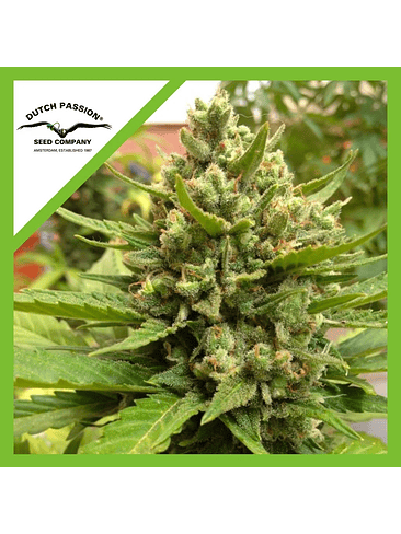 BLUEBERRY  AUTO X3-DUTCH PASSION 1