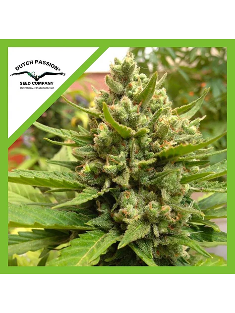 Blueberry Auto -Dutch Passion X3+1 1