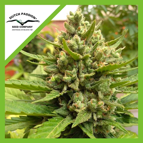 Blueberry Auto -Dutch Passion X3+1