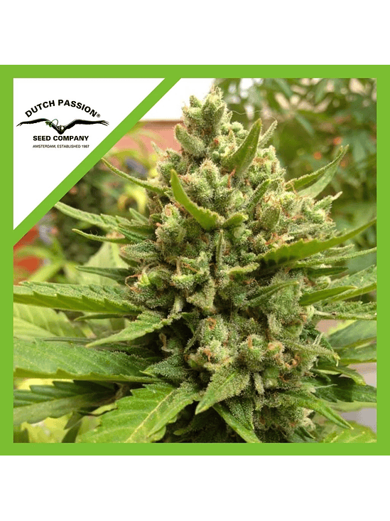 BLUEBERRY  AUTO X3-DUTCH PASSION 1