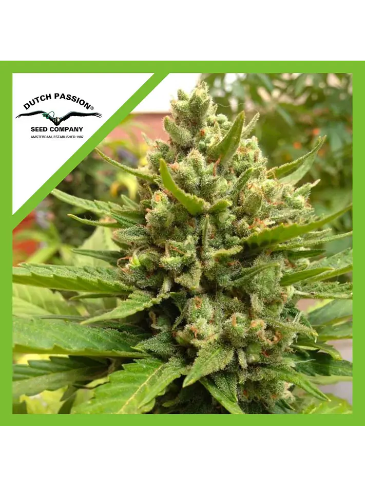 Blueberry Auto -Dutch Passion X3+1 1