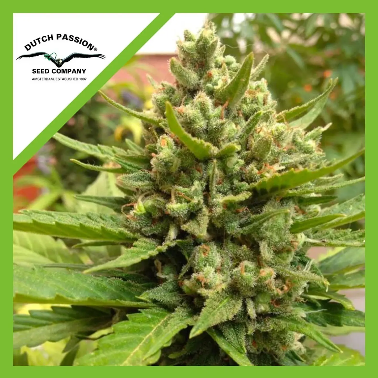 Blueberry Auto -Dutch Passion X3+1 1