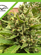 Blueberry  Auto X3-Dutch Passion - Miniatura 1