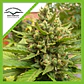 Blueberry Auto -Dutch Passion X3+1 - Miniatura 1