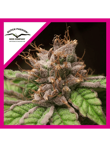 BLUEBERRY  FEM X3-DUTCH PASSION 1