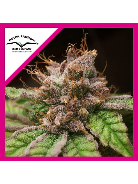 Blueberry Fem -Dutch Passion X3+1 1