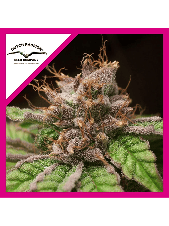 BLUEBERRY  FEM X3-DUTCH PASSION 1