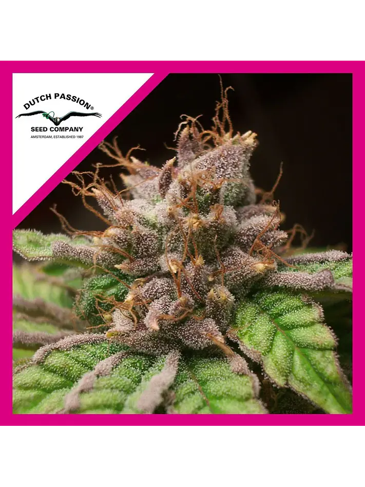 Blueberry Fem -Dutch Passion X3+1 1