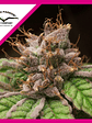 Blueberry  Fem X3-Dutch Passion - Miniatura 1