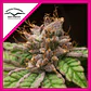Blueberry Fem -Dutch Passion X3+1 - Miniatura 1