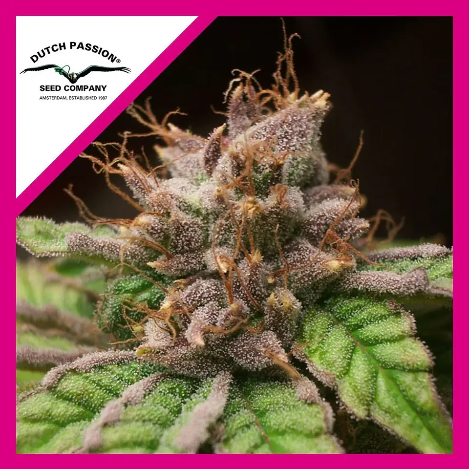 Blueberry Fem X3+1 -Dutch Passion 1