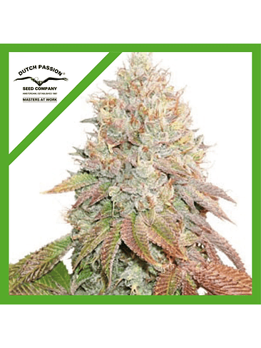 BANANA BLAZE AUTO X3-DUTCH PASSION 1