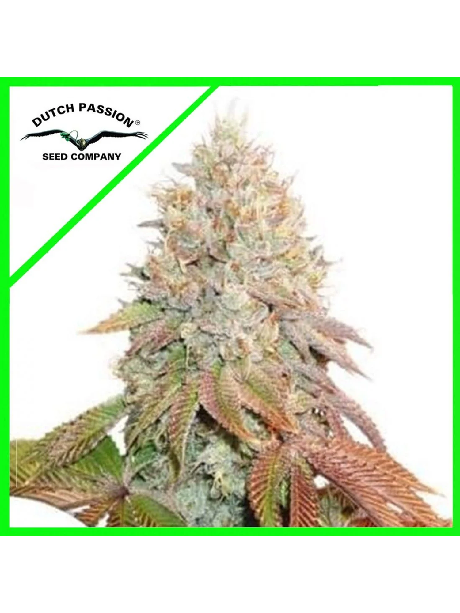 Banana Blaze Auto -Dutch Passion (X100/X25/X7/X3+1) 1