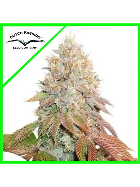Banana Blaze Auto -Dutch Passion (X100/X25/X7/X3+1) 1