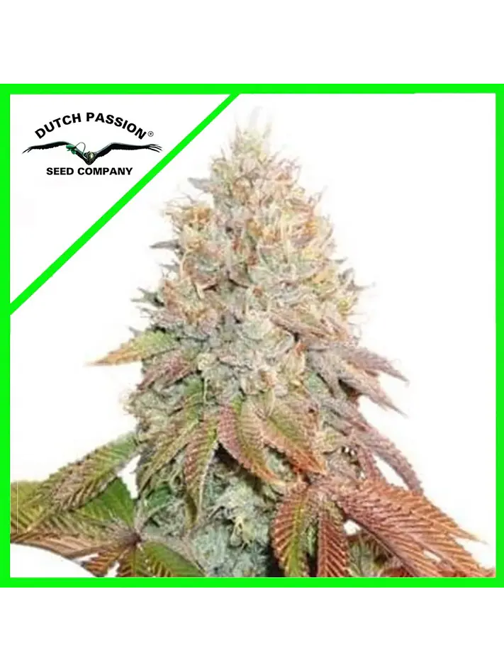 Banana Blaze Auto -Dutch Passion (X100/X25/X7/X3+1) 1