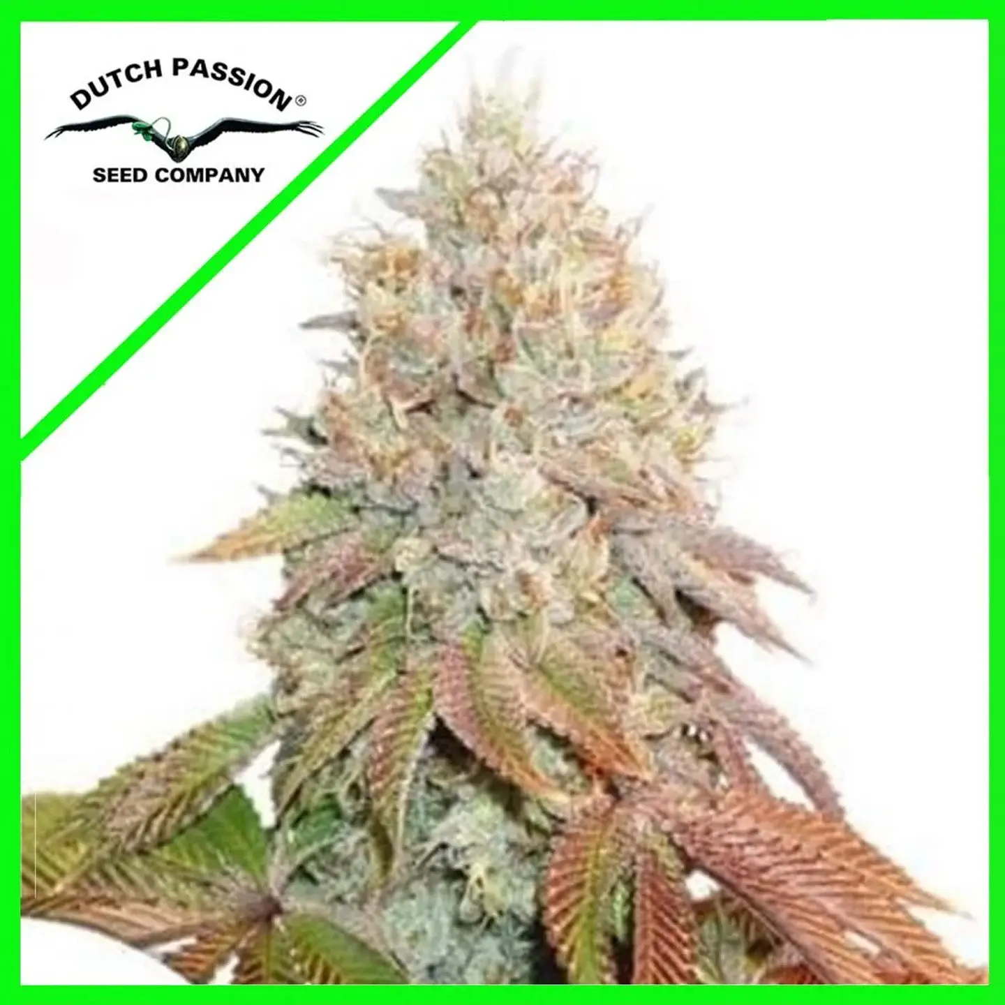 Banana Blaze Auto -Dutch Passion (X100/X25/X7/X3+1) 1