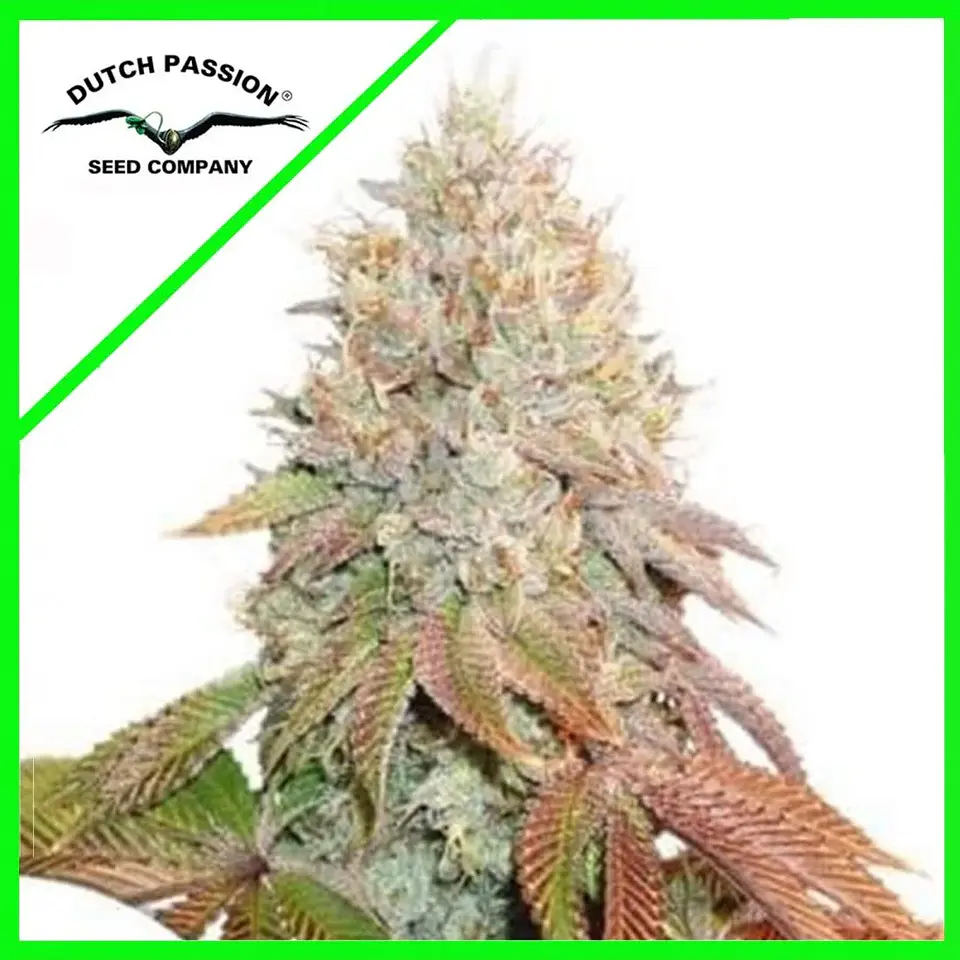 Banana Blaze Auto -Dutch Passion (X100/X25/X7/X3+1) 1