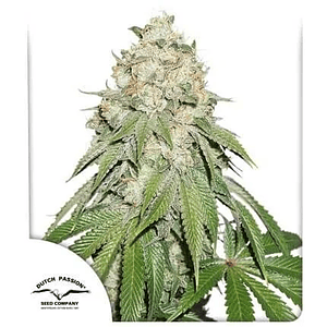 Banana Blaze  Fem X3-Dutch Passion