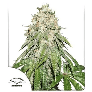 BANANA BLAZE  FEM X3-DUTCH PASSION