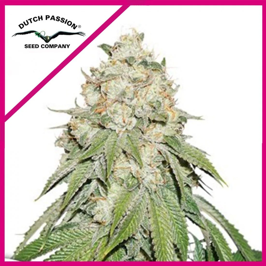 Banana Blaze Fem -Dutch Passion (X100/X25/X3+1) 1