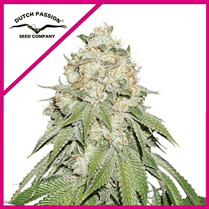 Banana Blaze Fem X100-Dutch Passion