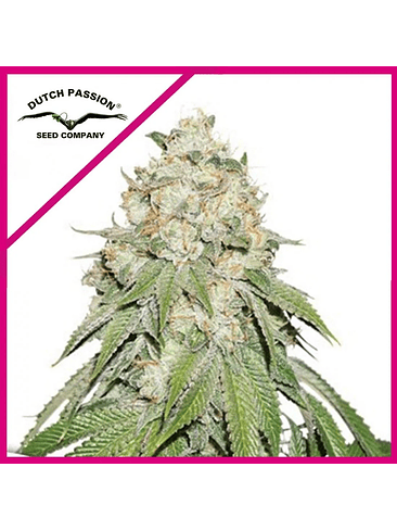 BANANA BLAZE FEM X100-DUTCH PASSION 1