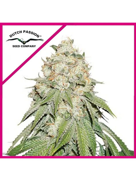 Banana Blaze Fem -Dutch Passion (X100/X25/X3+1) 1