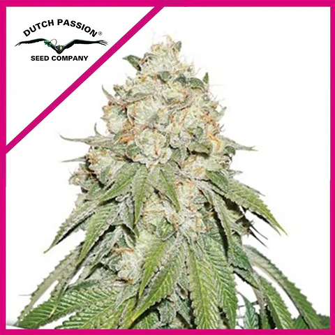 Banana Blaze Fem -Dutch Passion (X100/X25/X3+1)
