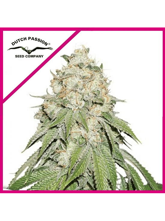 BANANA BLAZE FEM X100-DUTCH PASSION 1
