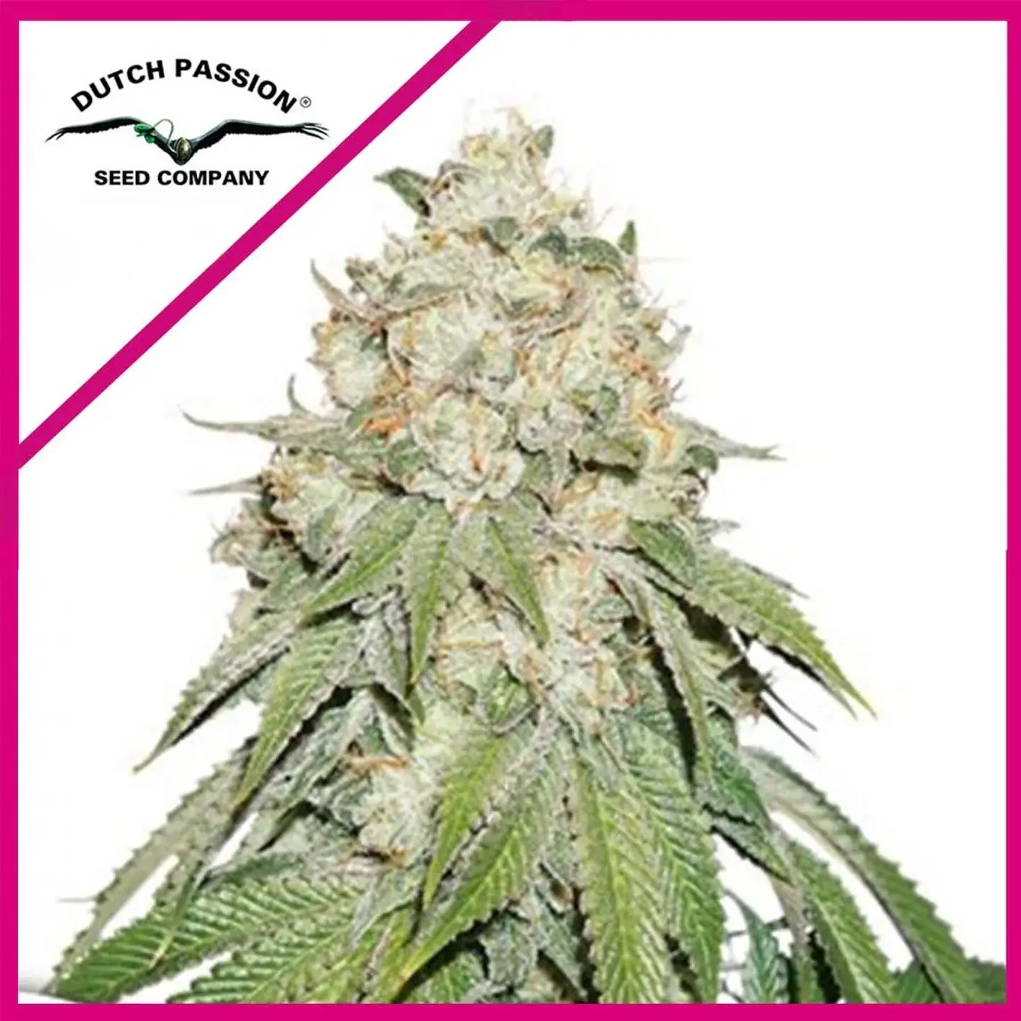 Banana Blaze Fem -Dutch Passion (X100/X25/X3+1) 1