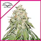 Banana Blaze Fem -Dutch Passion (X100/X25/X3+1) - Miniatura 1