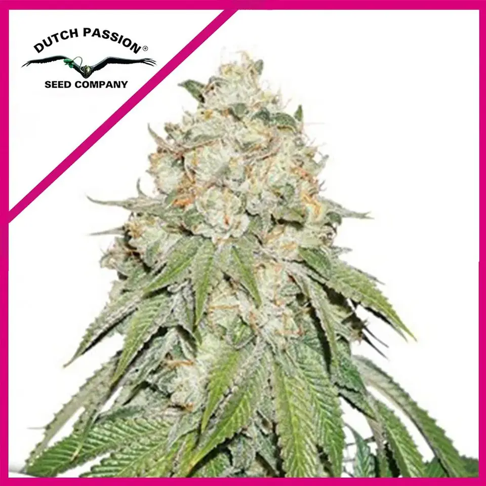 Banana Blaze Fem -Dutch Passion (X100/X25/X3+1) 1
