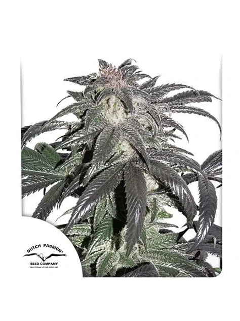 Bubba Island Kush Fem X3-Dutch Passion 1