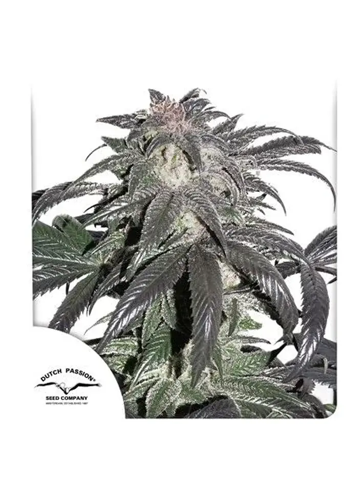 Bubba Island Kush Fem X3-Dutch Passion 1