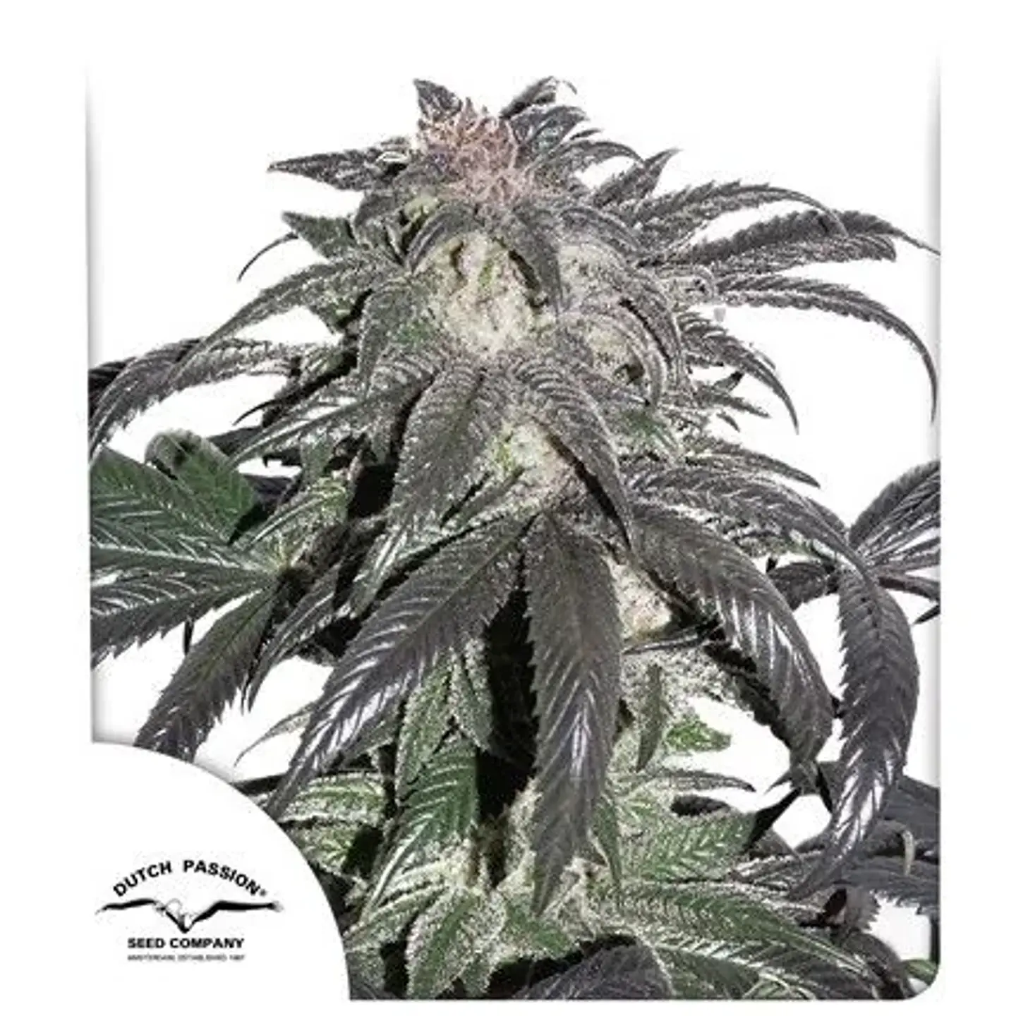Bubba Island Kush Fem X3-Dutch Passion 1