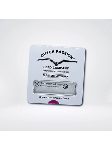 BROOKLYN SUNRISE  AUTO X3-DUTCH PASSION 2