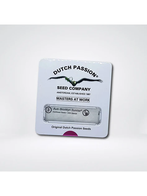 Brooklyn Sunrise Auto X3-Dutch Passion 2