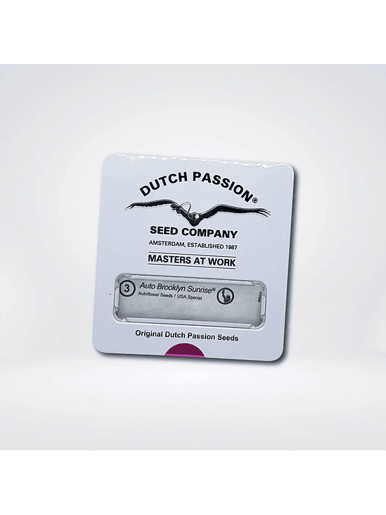 BROOKLYN SUNRISE  AUTO X3-DUTCH PASSION 2
