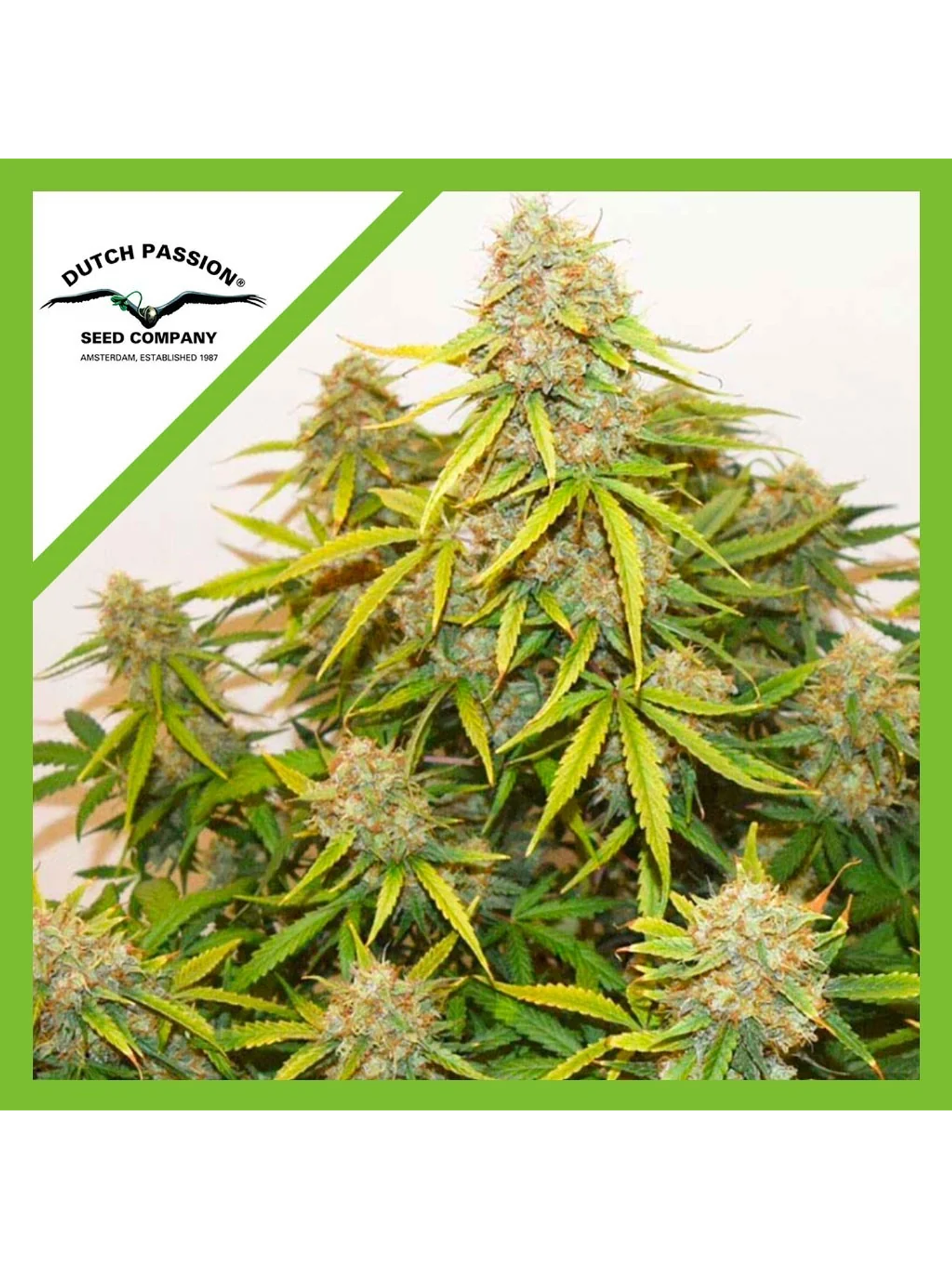 Brooklyn Sunrise Auto X3-Dutch Passion 1