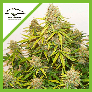 Brooklyn Sunrise  Auto X3-Dutch Passion