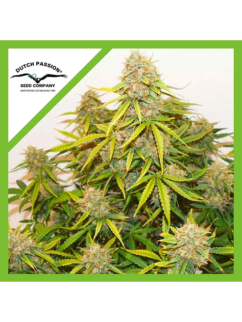Brooklyn Sunrise Auto X3-Dutch Passion 1