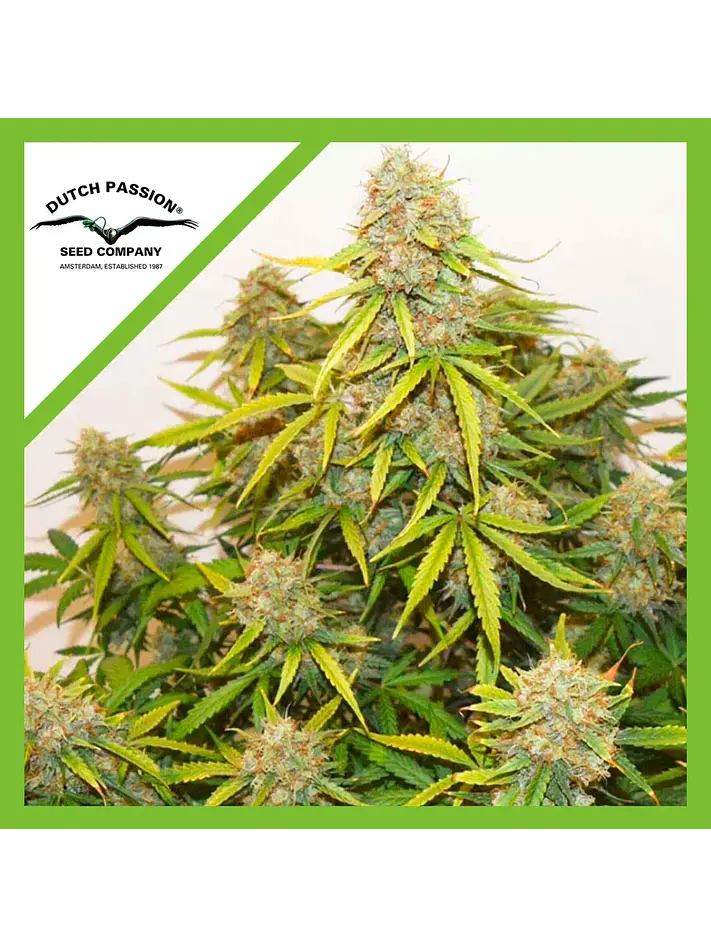 Brooklyn Sunrise Auto X3-Dutch Passion 1