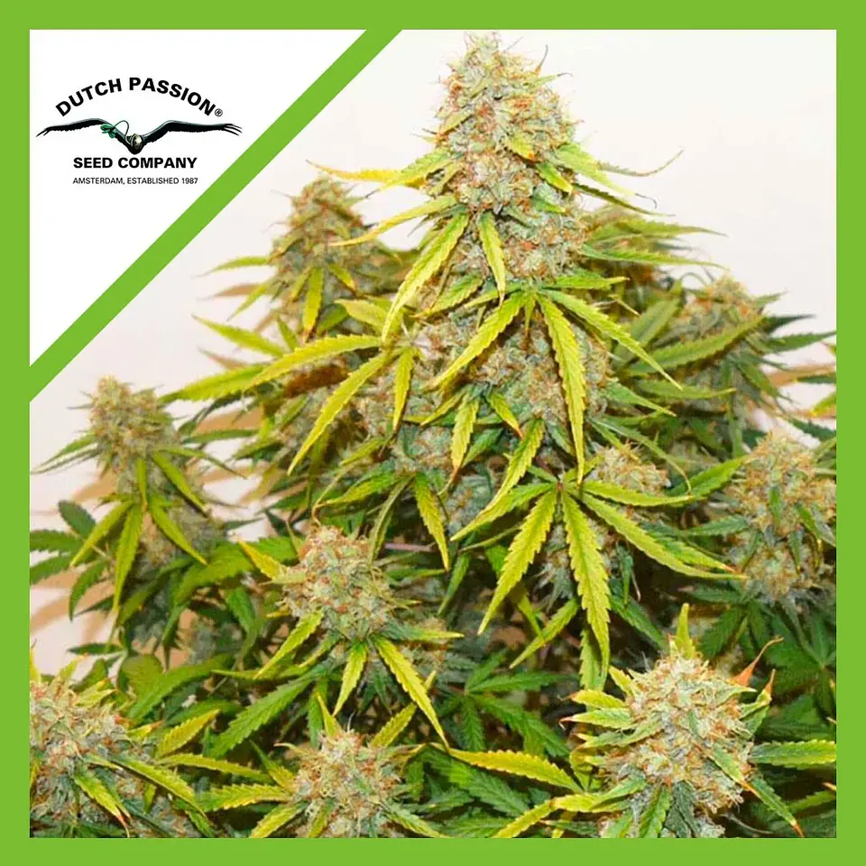 Brooklyn Sunrise Auto X3-Dutch Passion 1