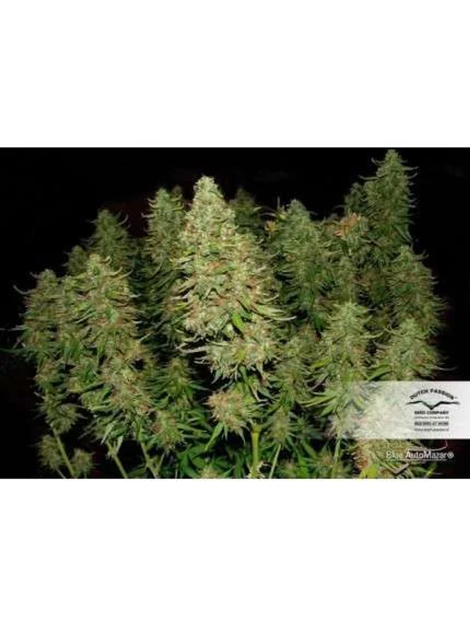 Blue Mazar Auto -Dutch Passion (X3/X3+1) 2